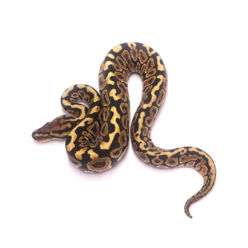Special spotnose het clown poss het monsoon marker