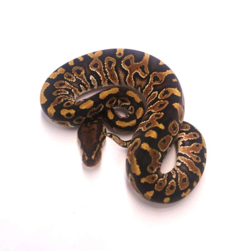 Special het clown poss het monsoon marker