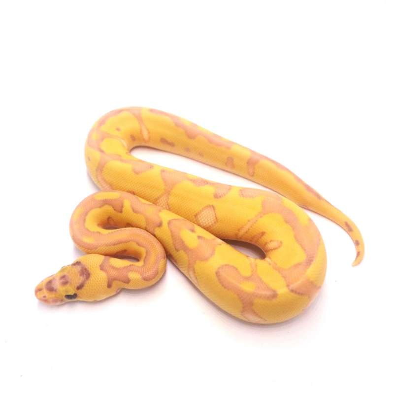Banana lesser enchi clown