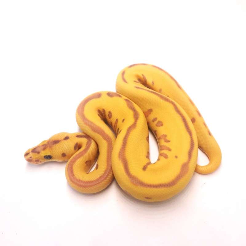 Banana leopard enchi clown
