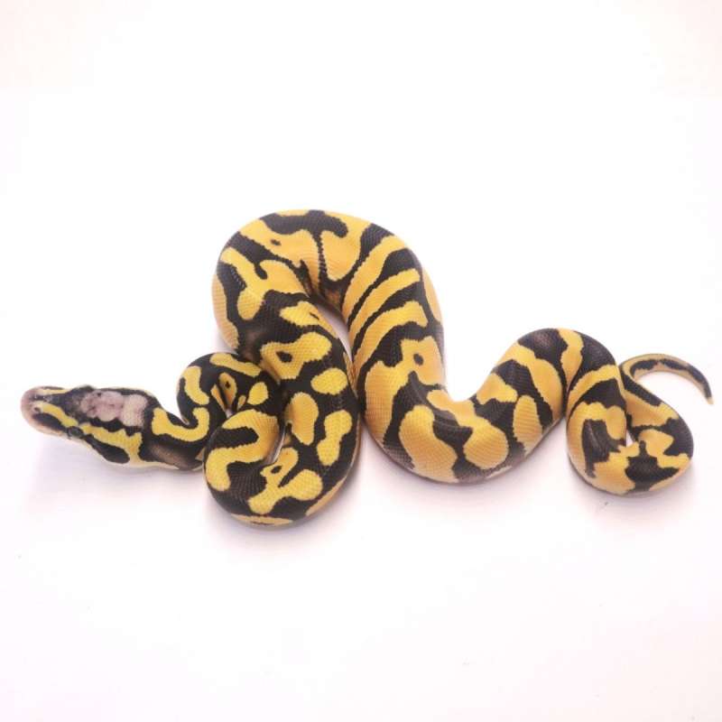 Pastel desert ghost