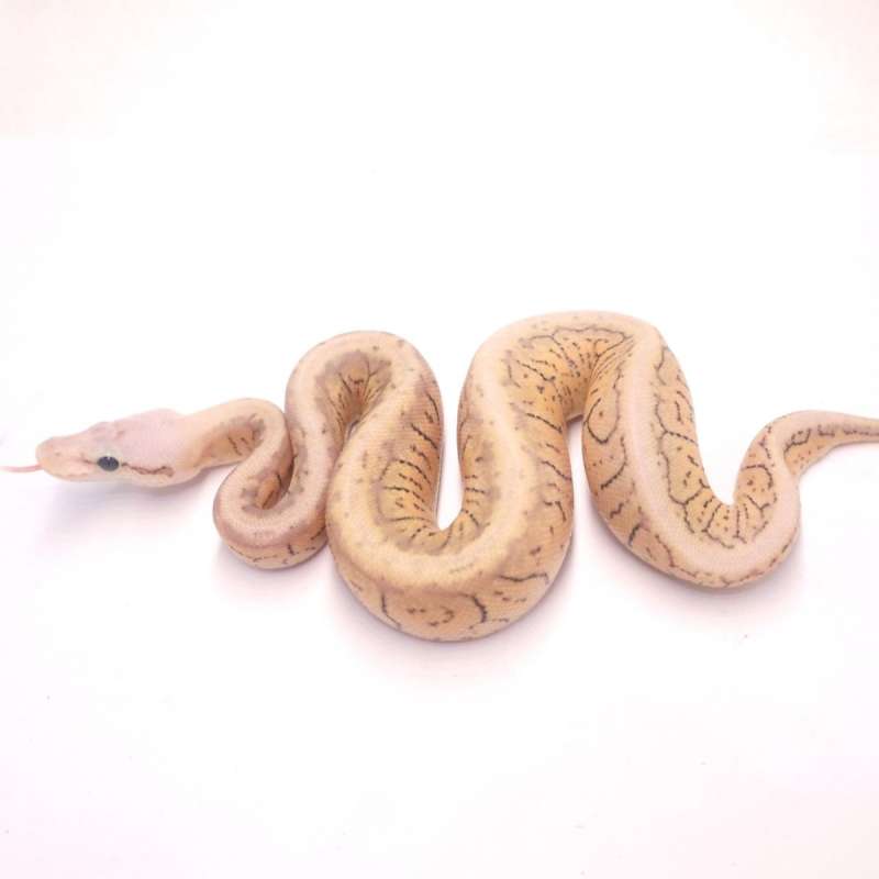 Super pastel pinstripe spotnose het desert ghost