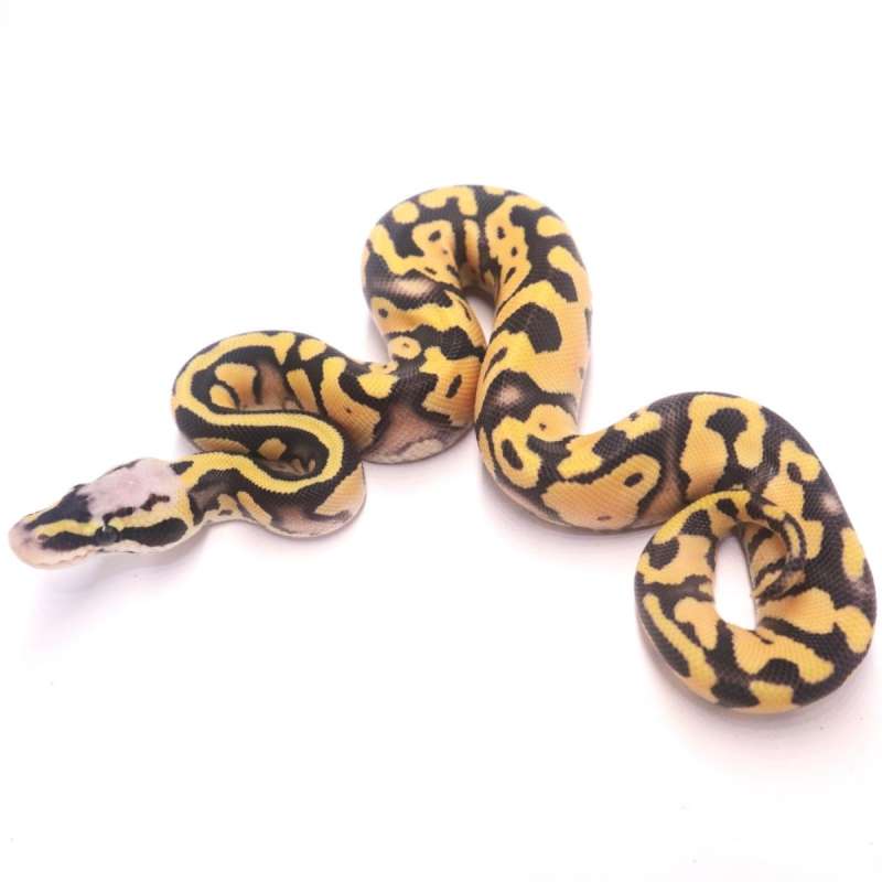 Pastel leopard desert ghost