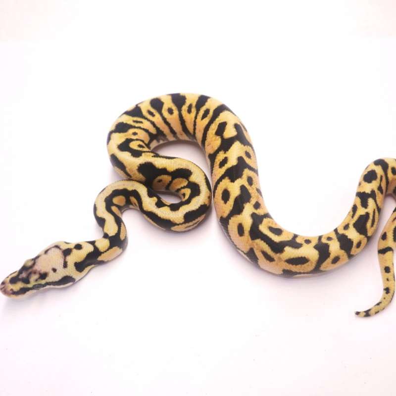 Pastel spotnose het desert ghost