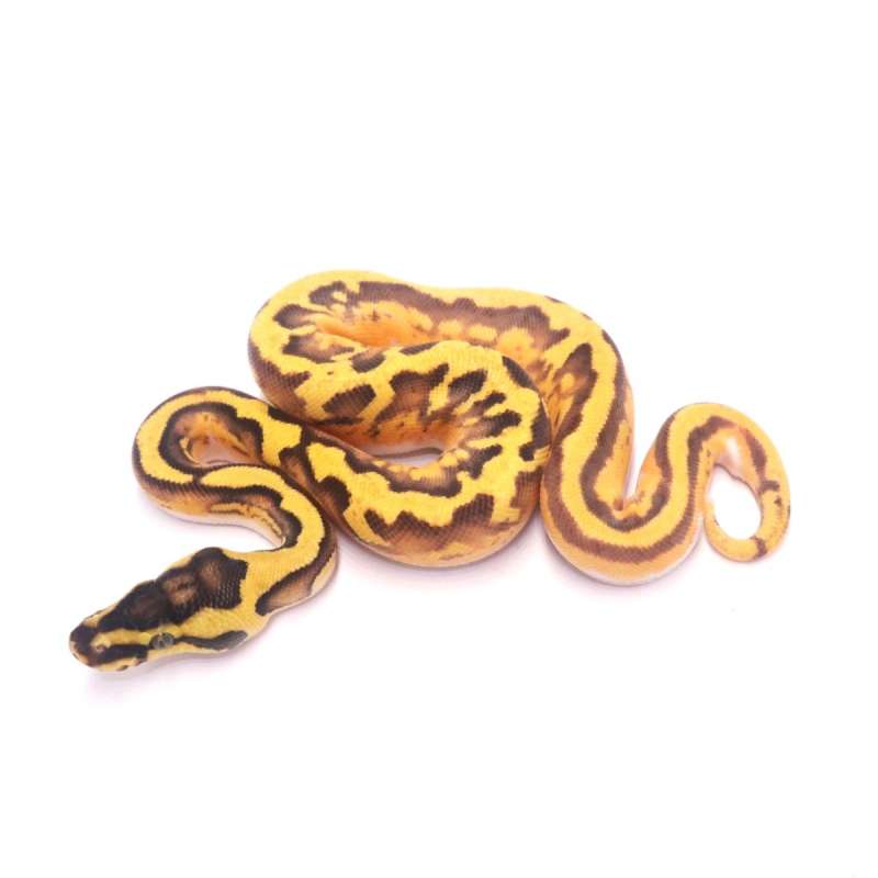 Enchi yellow belly pied poss od