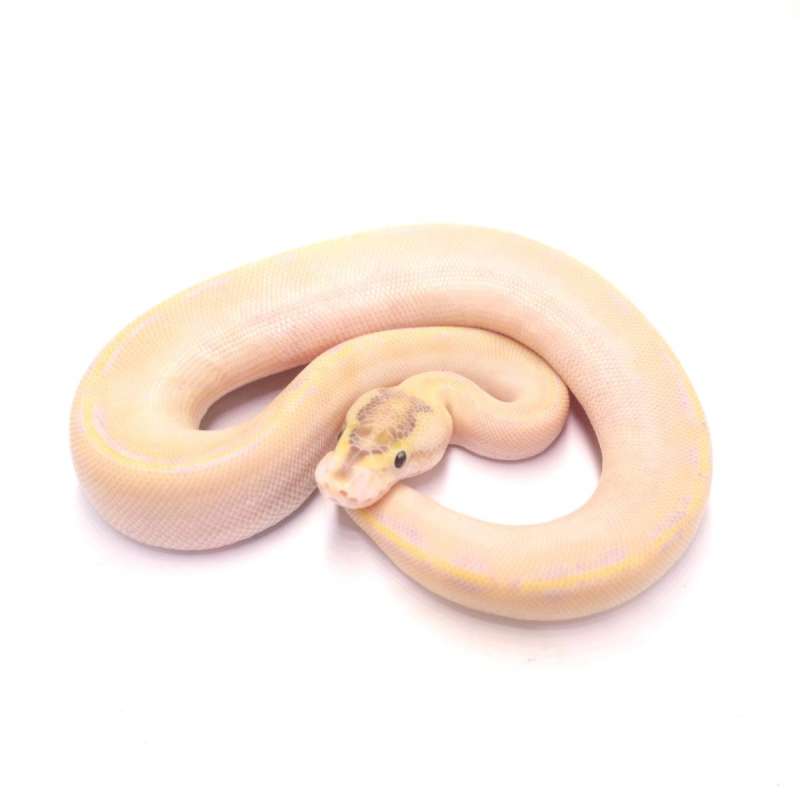 Ivory het pied poss black pastel enchi