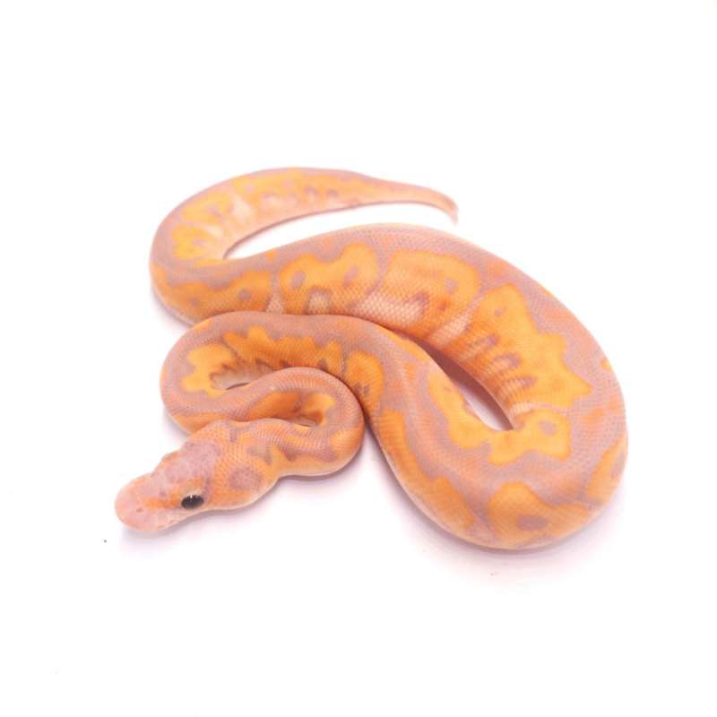 Banana black pastel clown