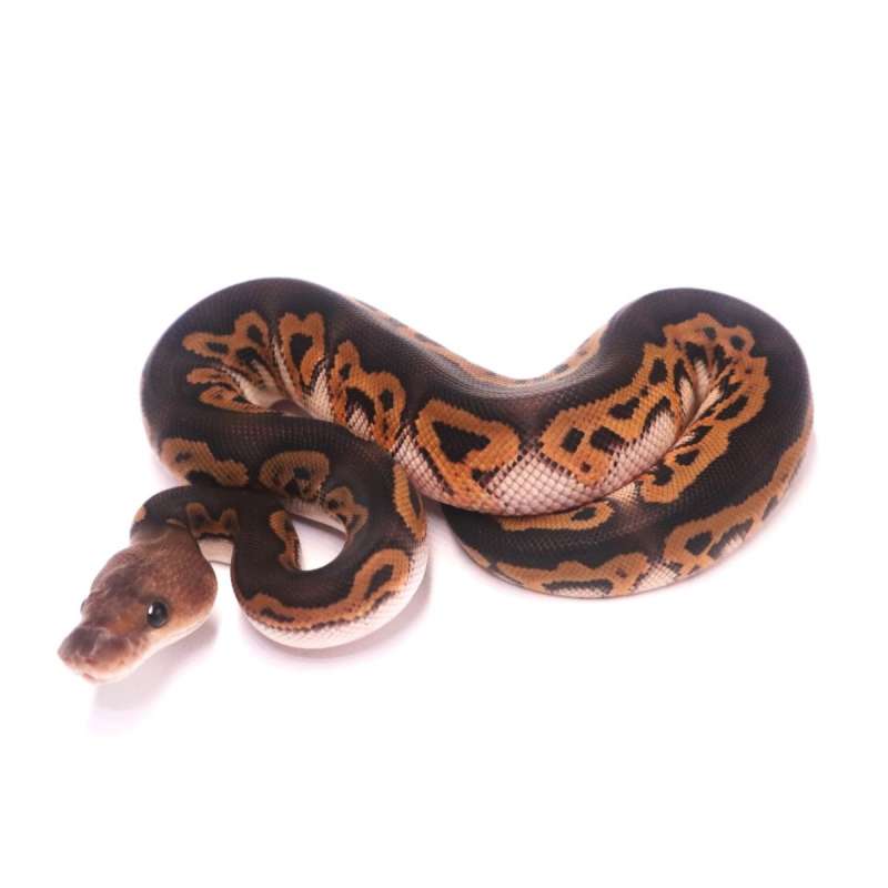 Black pastel wookie clown