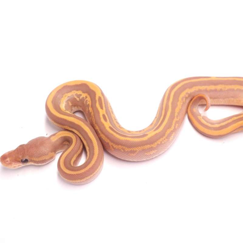 Black pastel mojave leopard yellow belly ultramel