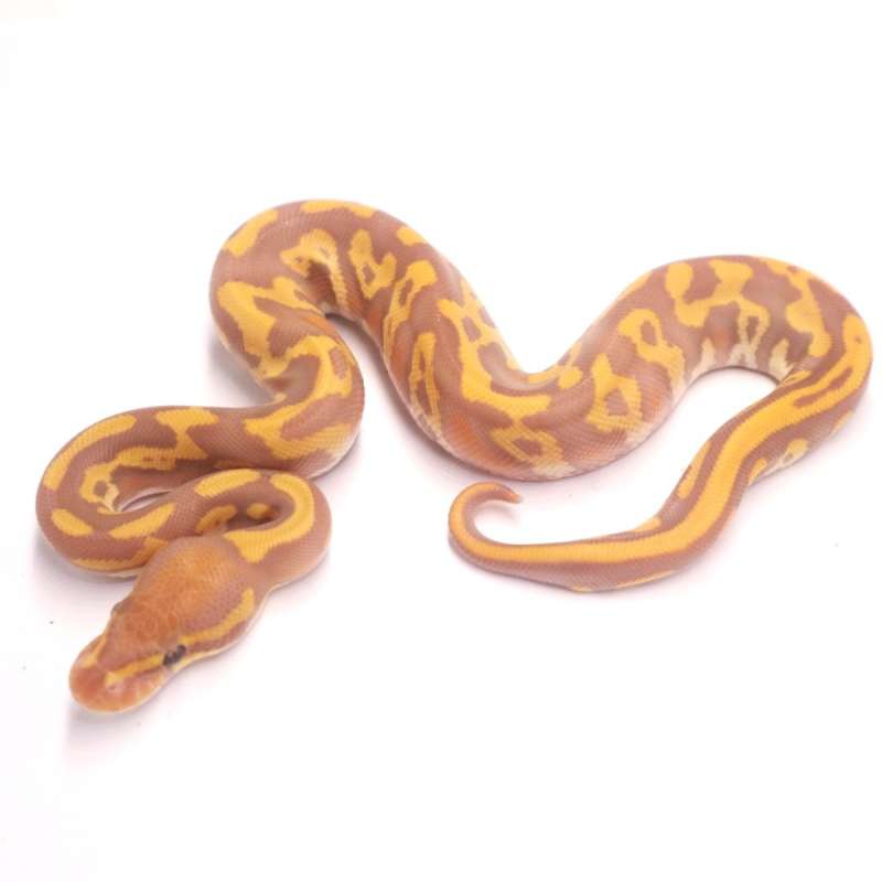 Leopard yellow belly ultramel