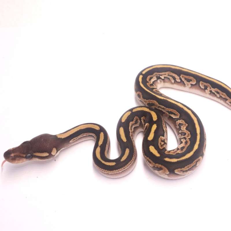 Black pastel mojave yellow belly poss het ultramel pied
