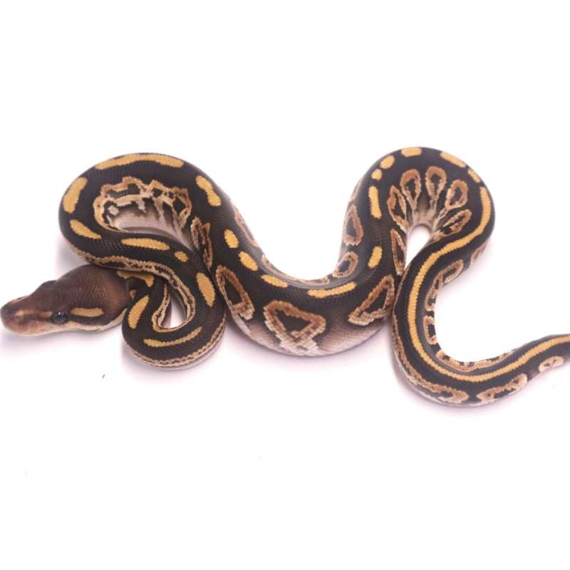 Black pastel mojave poss het ultramel pied