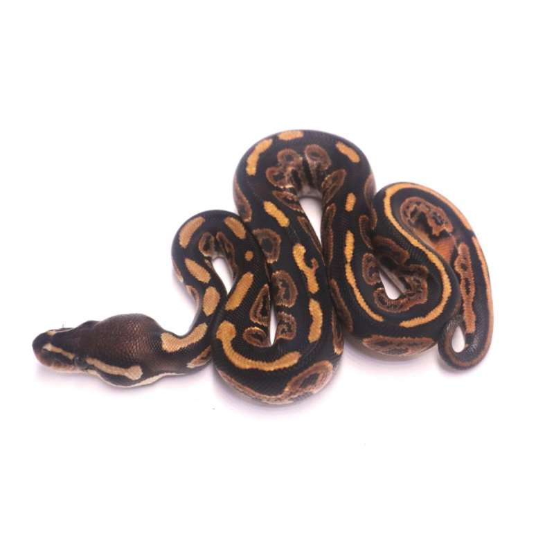 Black pastel poss het ultramel pied
