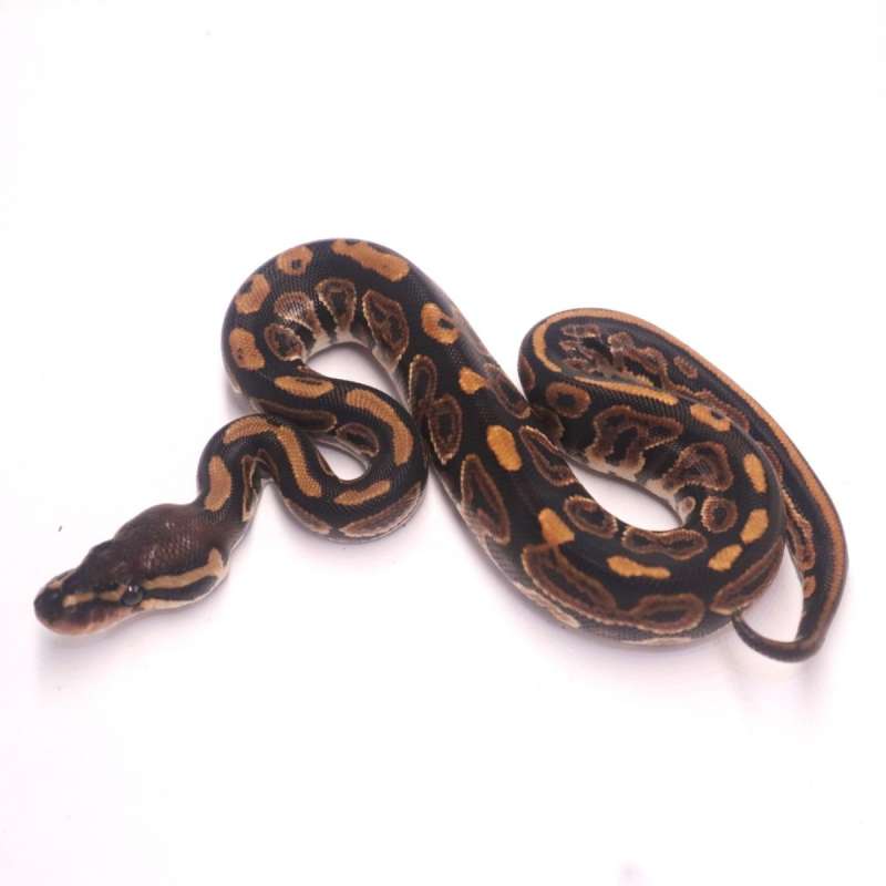Black pastel poss het ultramel pied