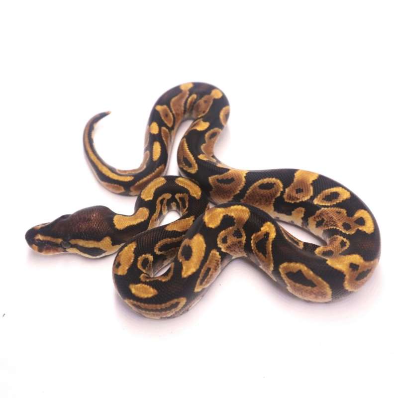 Yellow belly poss het ultramel pied