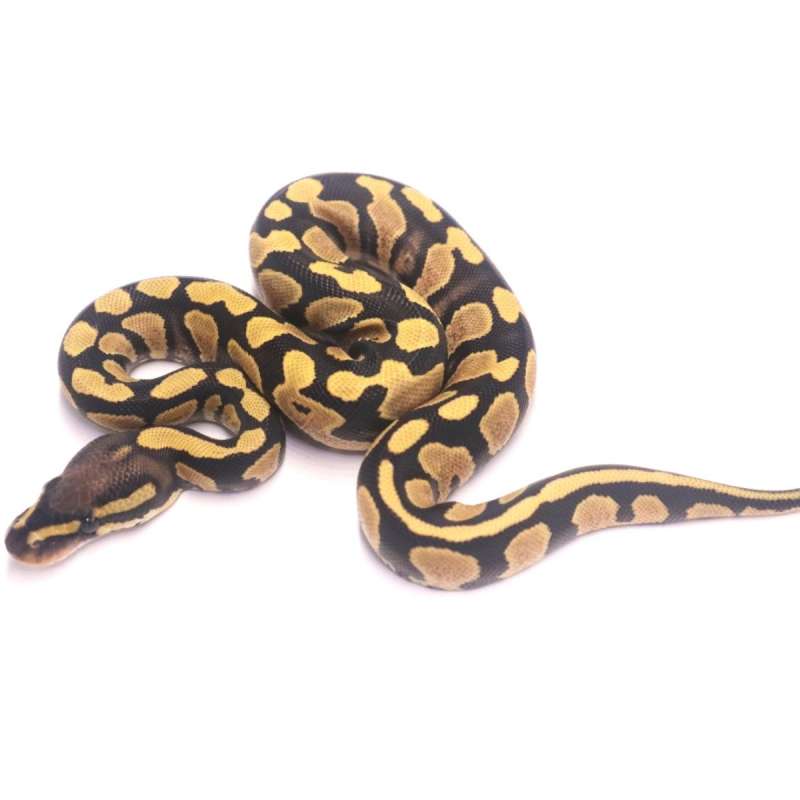 Yellow belly desert ghost poss het clown