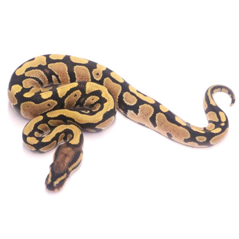 Desert ghost poss het clown