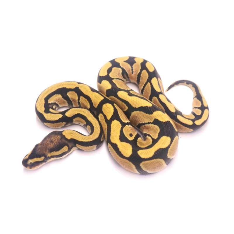 Desert ghost poss het clown