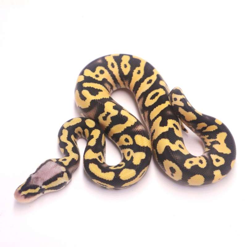 Pastel yellow belly desert ghost poss het clown