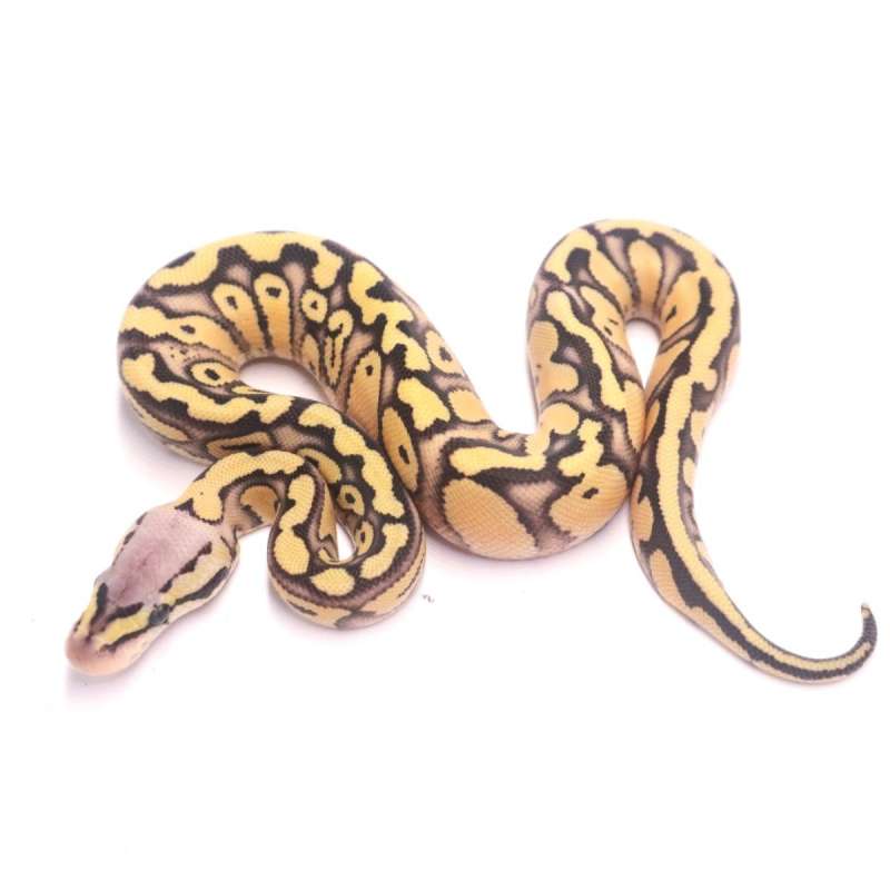 Pastel redstripe yellowbelly desert ghost poss het clown