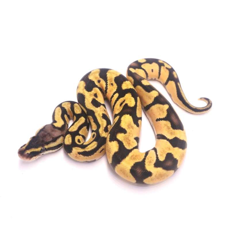 Pastel enchi het desert ghost poss het clown