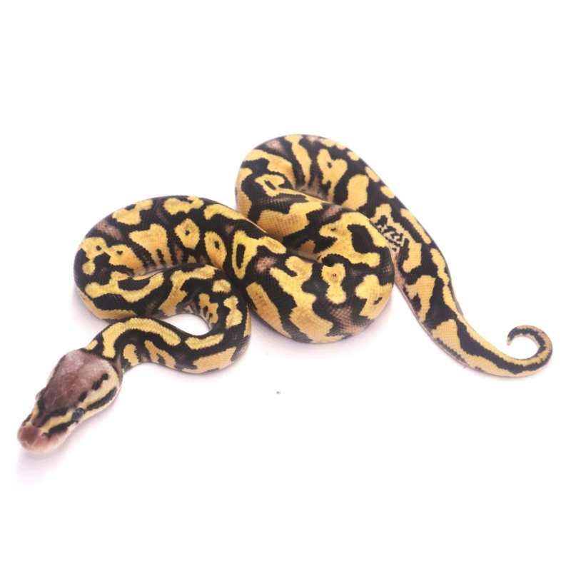 Pastel yellow belly het desert ghost poss het clown