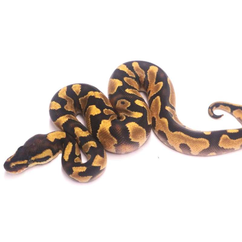 Enchi yellow belly het desert ghost poss het clown