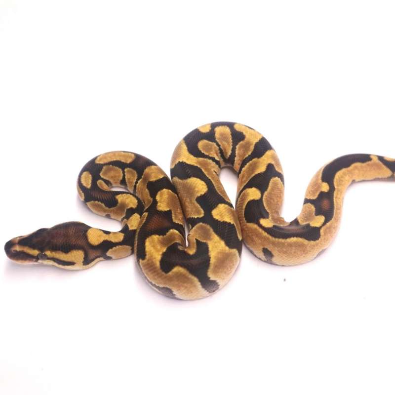 Enchi het desert ghost poss het clown