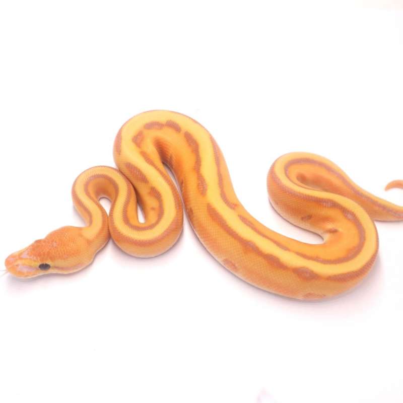 Banana orange dream genetic stripe