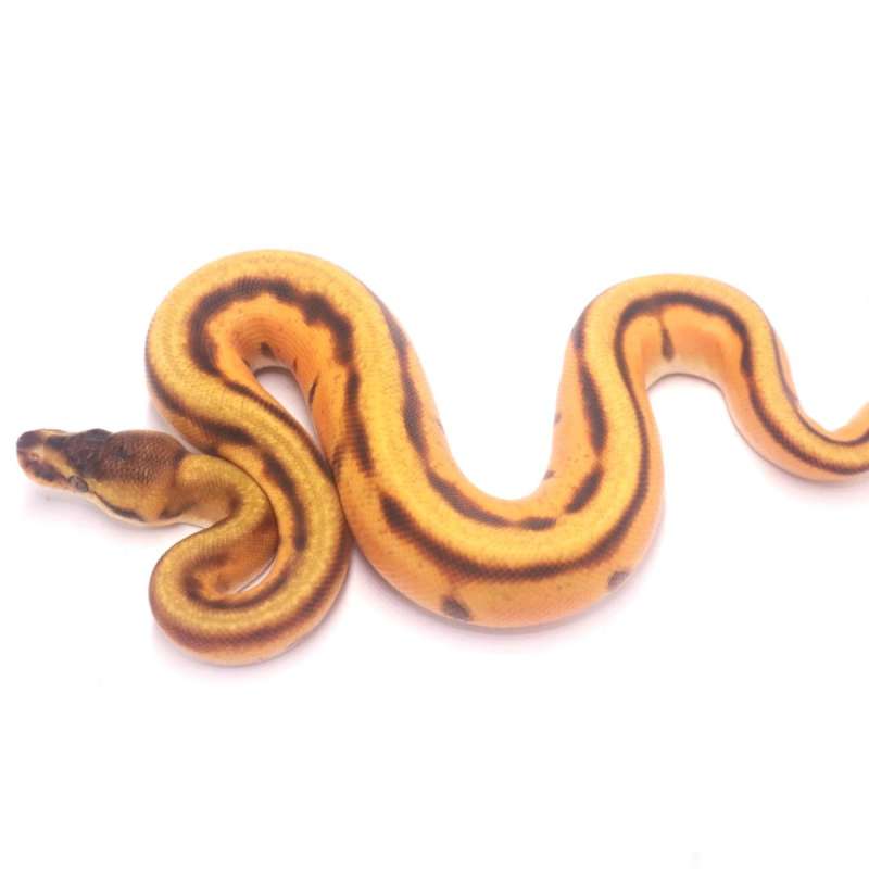 Orange dream enchi genetic stripe