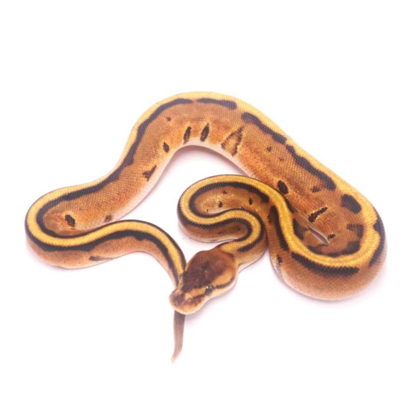 Orange dream genetic stripe