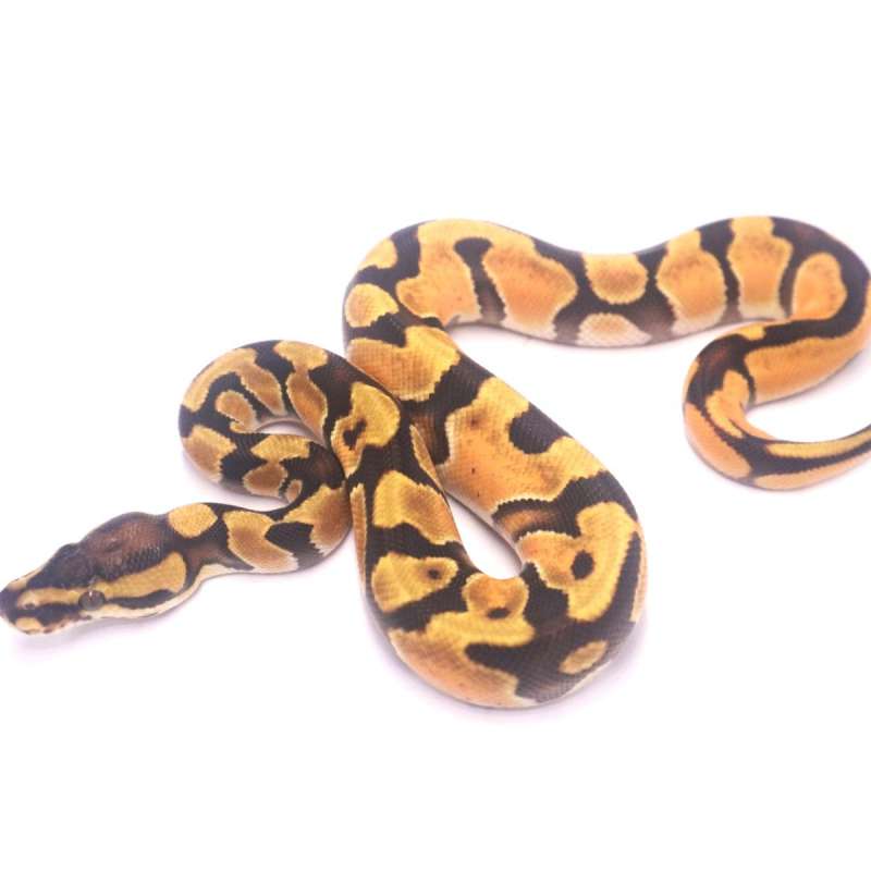 Enchi orange dream het genetic stripe