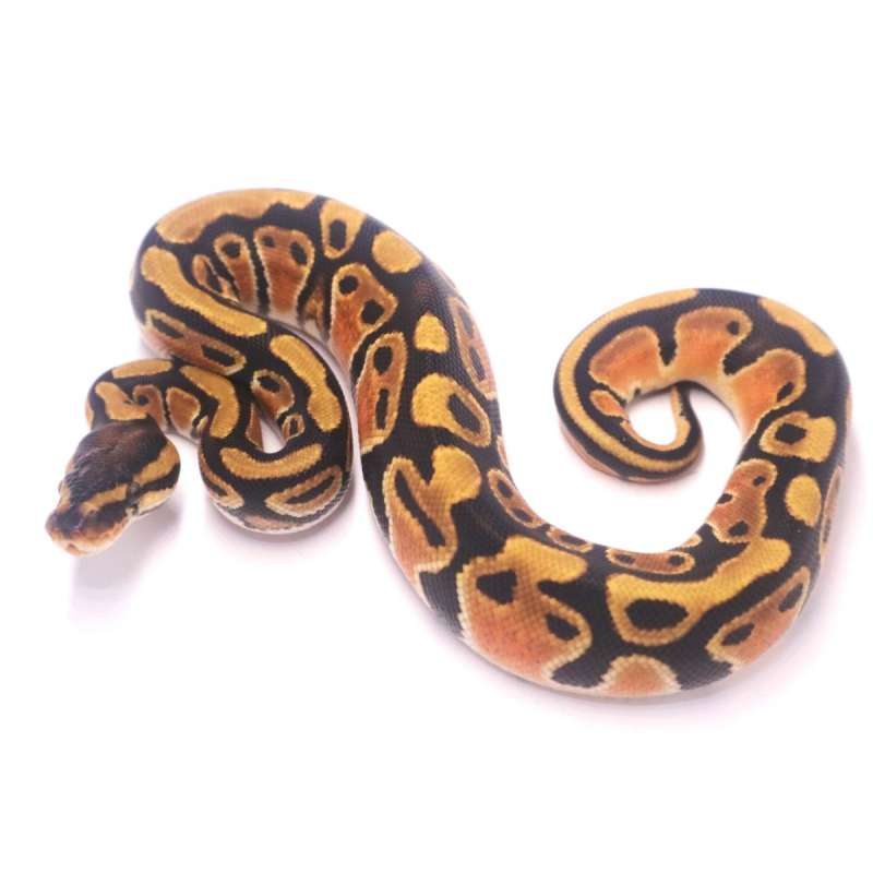 Orange dream het genetic stripe