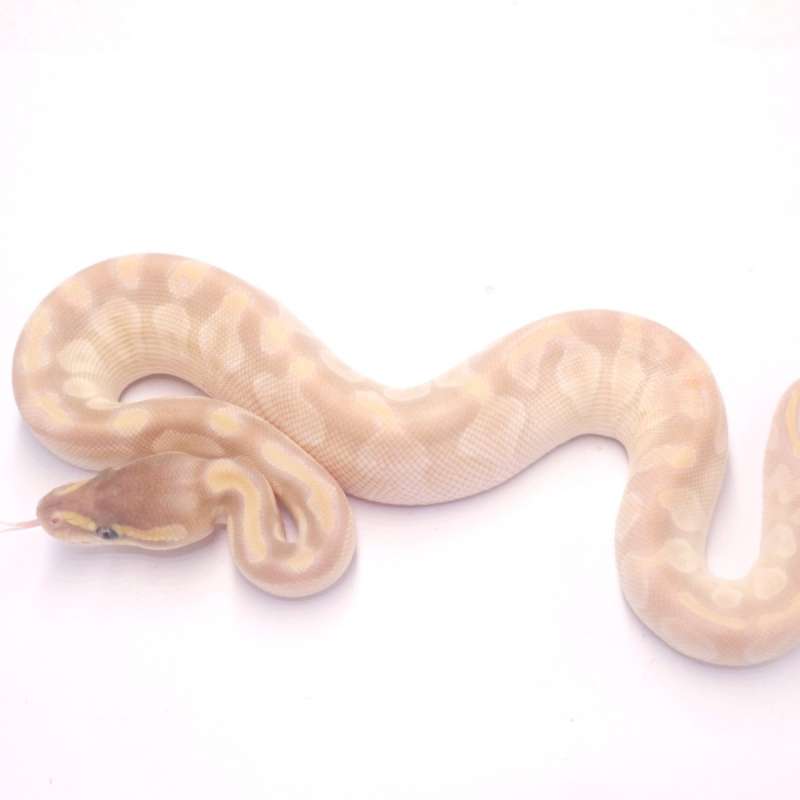 Crystal poss het monsoon pied