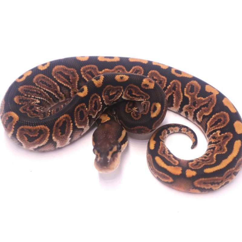 Black pastel special poss het monsoon pied