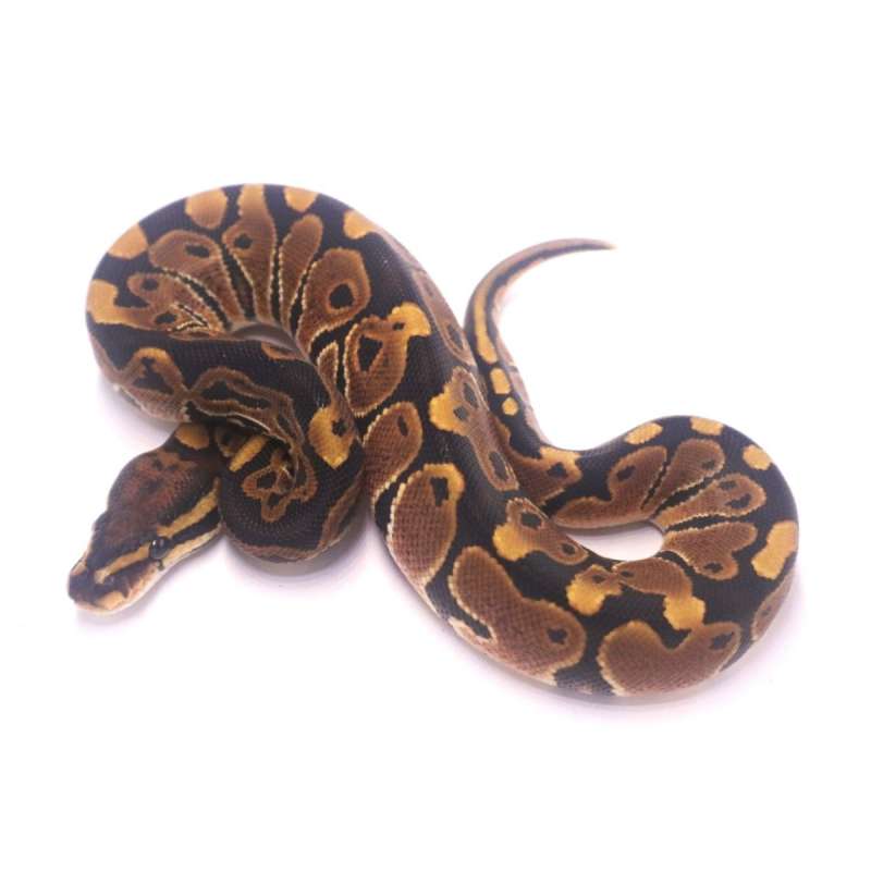 Special poss het monsoon clown