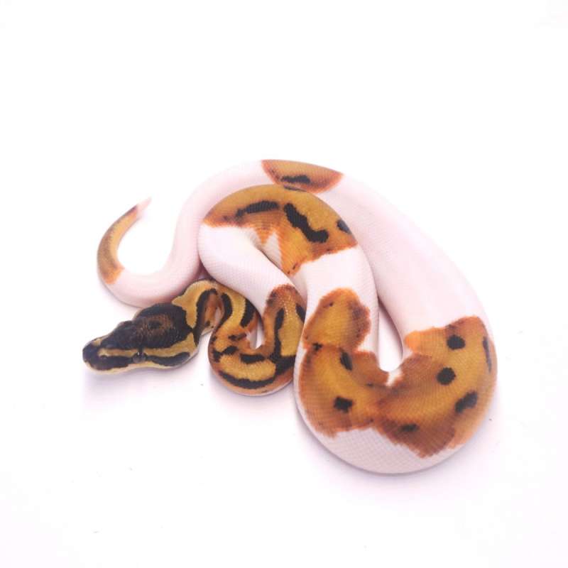 Orange dream enchi pied