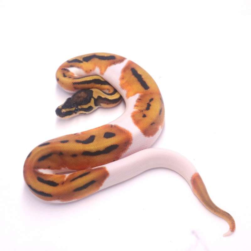 Orange dream enchi pied