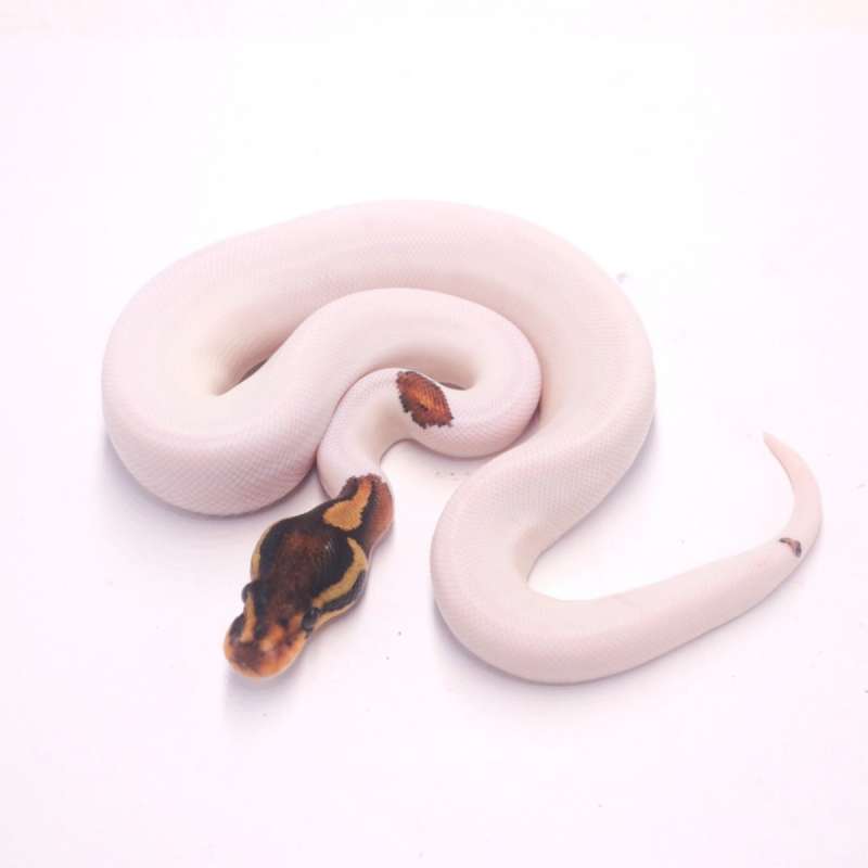 Orange dream black pastel pied