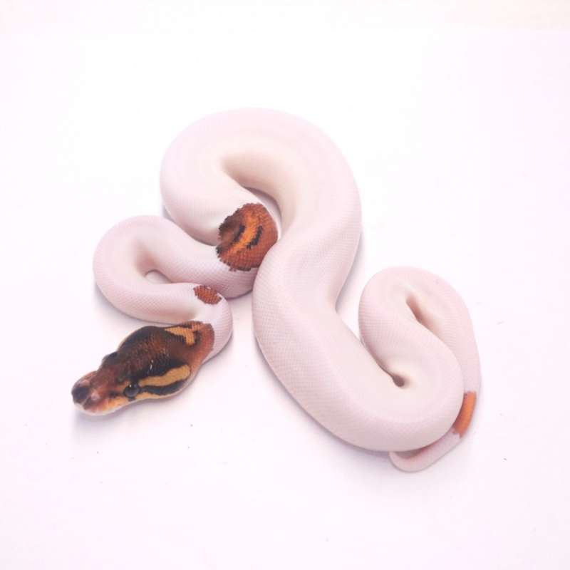 Orange dream black pastel pied