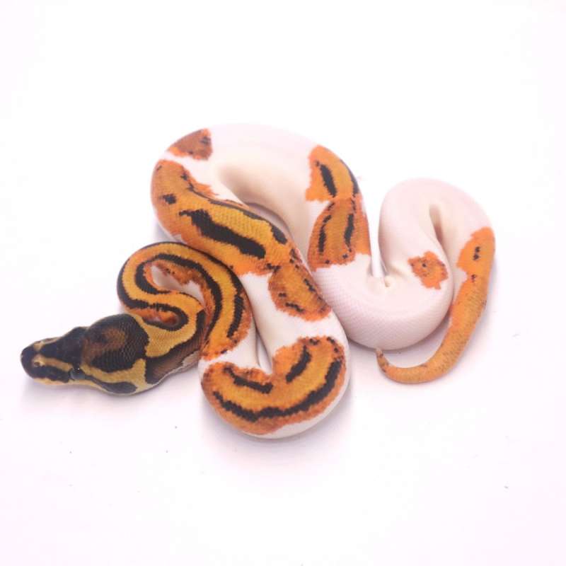 Orange dream pied