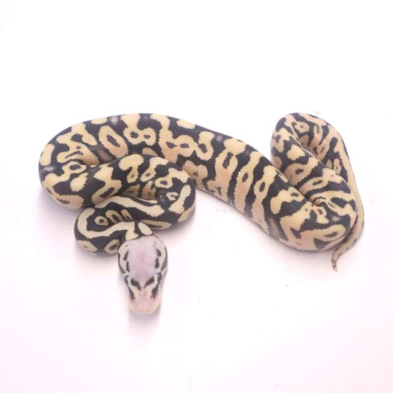 Super pastel spotnose desert ghost