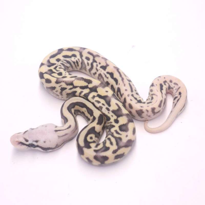 Super pastel leopard desert ghost