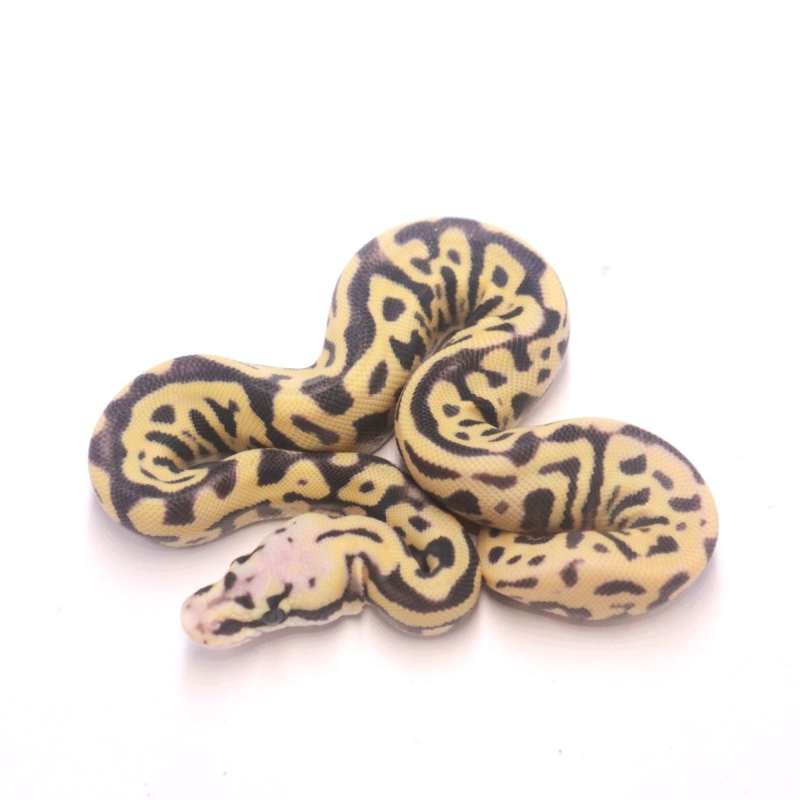 Pastel leopard spotnose desert ghost
