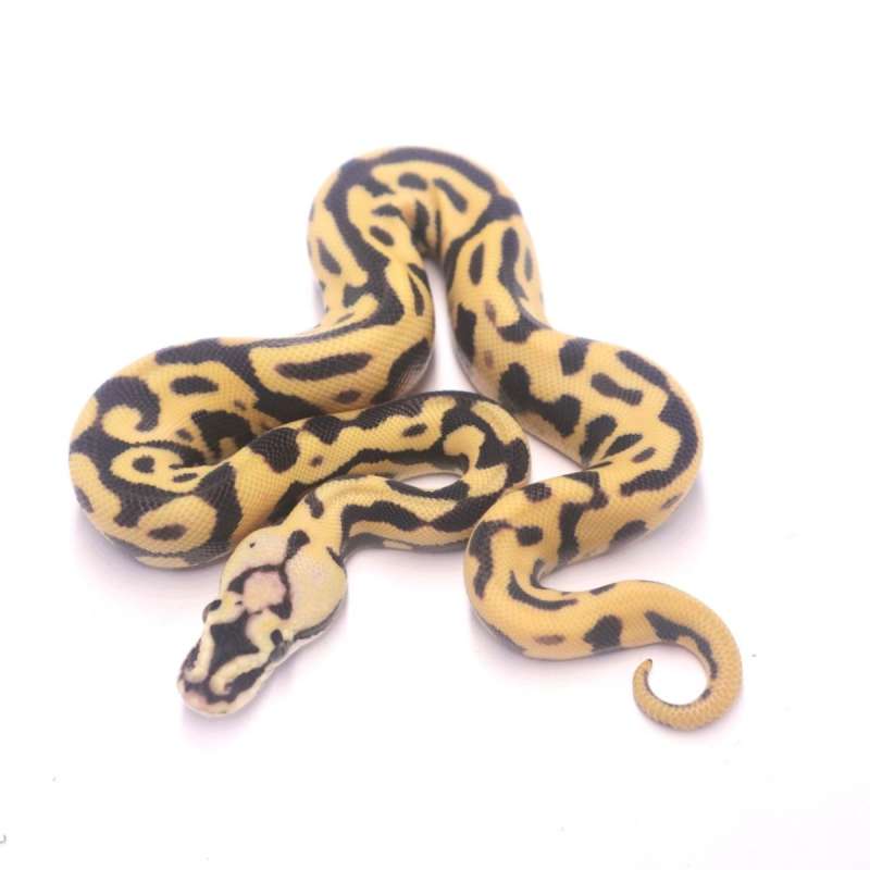 Pastel leopard spotnose desert ghost