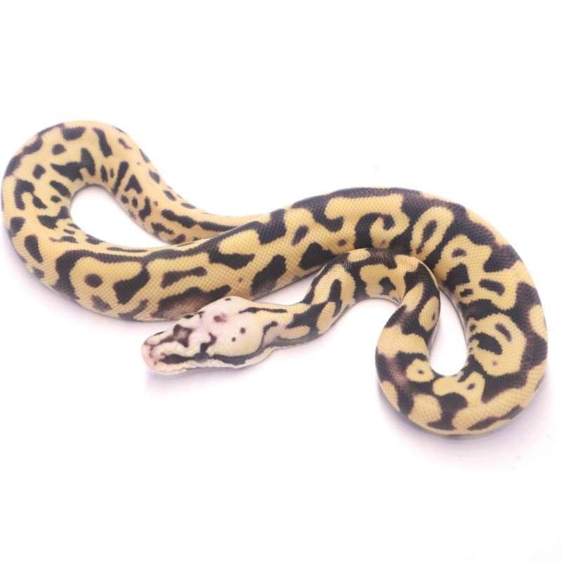 Pastel leopard spotnose desert ghost