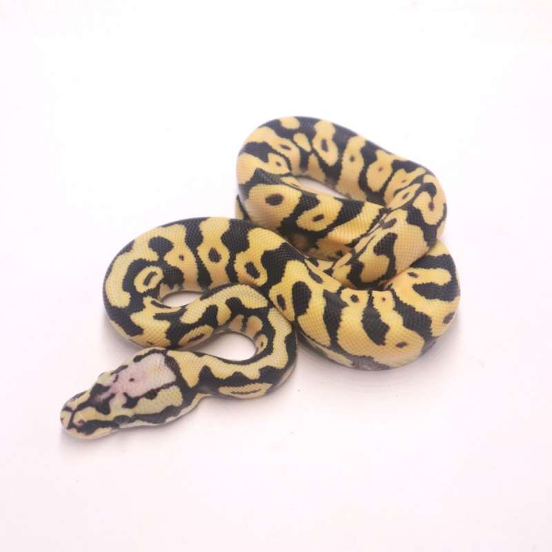 Pastel leopard desert ghost