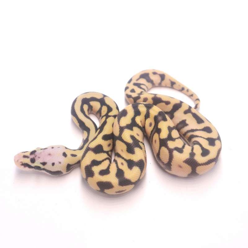 Pastel desert ghost