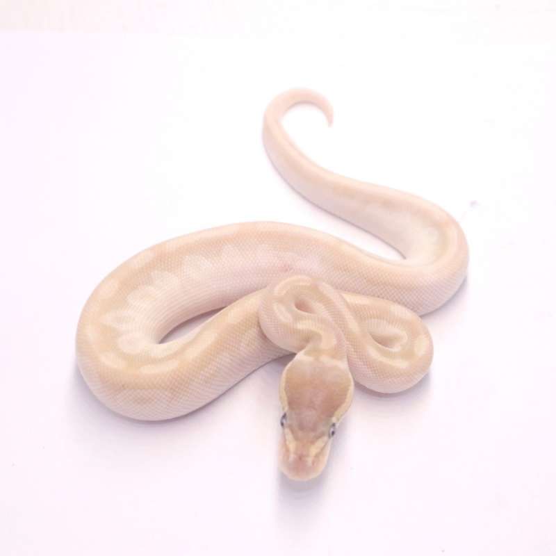 Crystal poss het monsoon pied