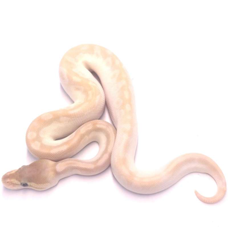 Crystal poss het monsoon pied